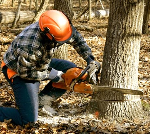 Tree Removal in Franklin, LA